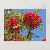 Red Mountain Ash Rowan Berries Briefkaart (Voorkant)