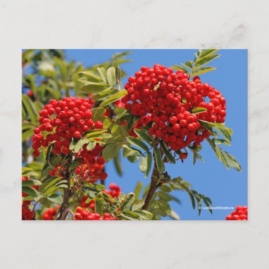Red Mountain Ash Rowan Berries Briefkaart (Voorkant)
