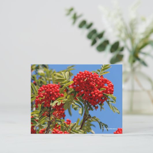 Red Mountain Ash Rowan Berries Briefkaart (Staand voorkant)