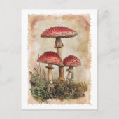  Red Mushroom Briefkaart (Voorkant)