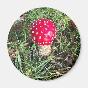 Red mushroom  magneet