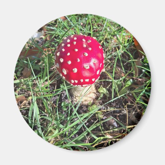 Red mushroom  magneet (Voorkant)