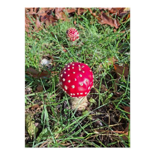 Red mushroom perfect poster (Voorkant)