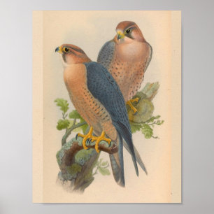 Red Naped Falcon Bird  Art Print