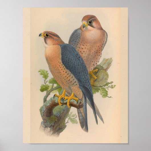 Red Naped Falcon Bird  Art Print (Voorkant)