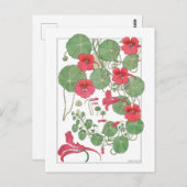 Red Nasturtia | Antiek lithograaf 1896 Poster Briefkaart (Voorkant / Achterkant)