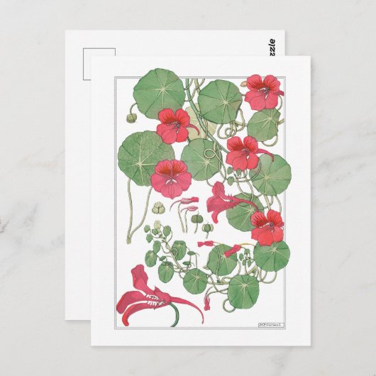 Red Nasturtia | Antiek lithograaf 1896 Poster Briefkaart (Voorkant / Achterkant)