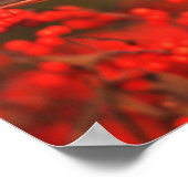 Red Northern Cardinale Male, IL Poster (Hoek)