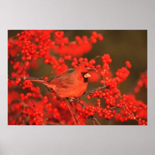 Red Northern Cardinale Male, IL Poster (Voorkant)