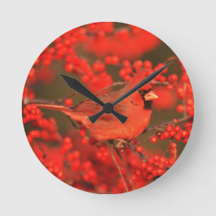 Red Northern Cardinale Male, IL Ronde Klok