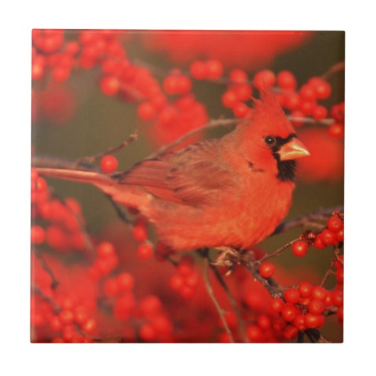 Red Northern Cardinale Male, IL Tegeltje (Voorkant)