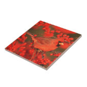 Red Northern Cardinale Male, IL Tegeltje (Zijkant)