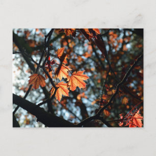 Red Norway Maple Leaves in Spring Briefkaart