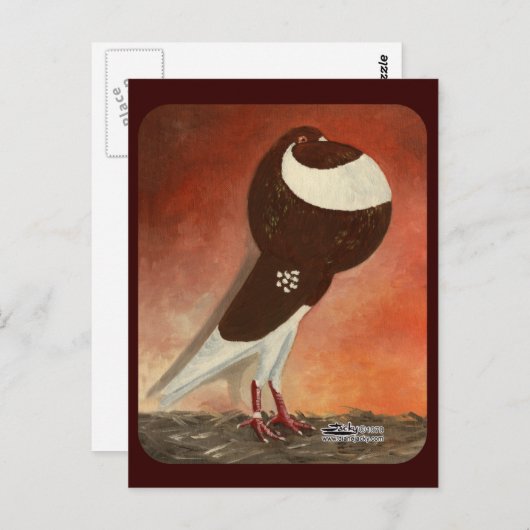 Red Norwich Cropper Pigeon Briefkaart (Voorkant / Achterkant)