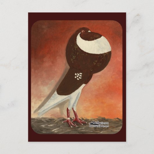 Red Norwich Cropper Pigeon Briefkaart (Voorkant)