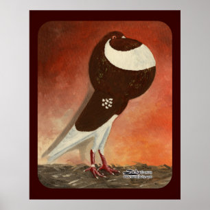 Red Norwich Cropper Pigeon Poster