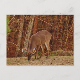 Red Oak Camouflage Stag Buck Deer Feeding Briefkaart
