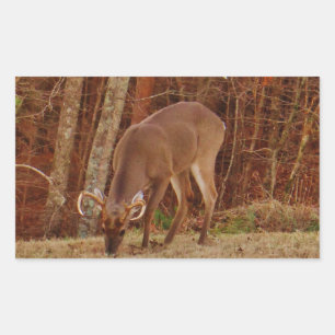 Red Oak Camouflage Stag Buck Deer Feeding Rechthoekige Sticker