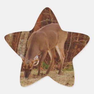 Red Oak Camouflage Stag Buck Deer Feeding Ster Sticker
