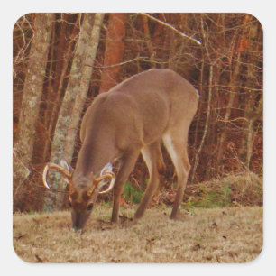 Red Oak Camouflage Stag Buck Deer Feeding Vierkante Sticker