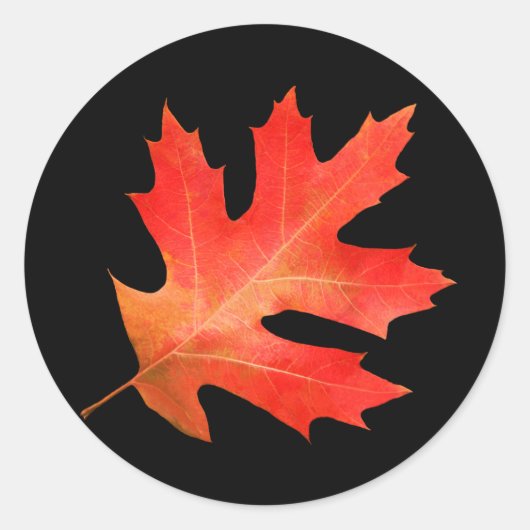 Red Oak Leaf Sticker (Voorkant)