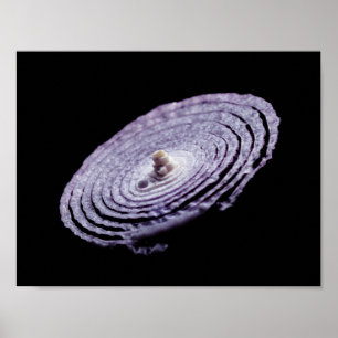 Red Onion Portret Poster