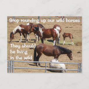Red onze campagne voor wilde paarden briefkaart