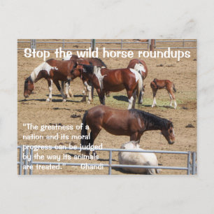 Red onze campagne voor wilde paarden briefkaart