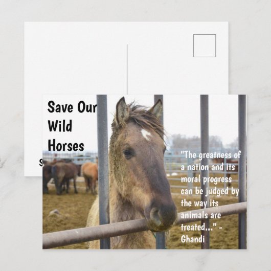 Red onze campagne voor wilde paarden briefkaart (Voorkant / Achterkant)