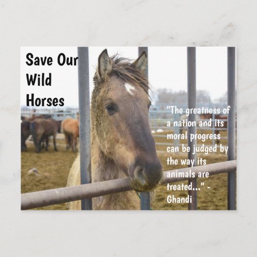 Red onze campagne voor wilde paarden briefkaart (Voorkant)
