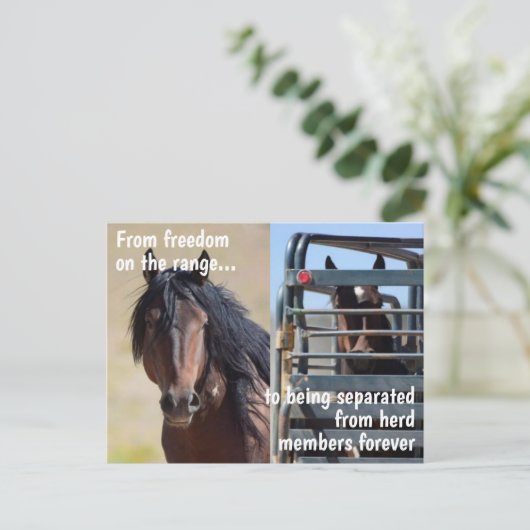 Red onze campagne voor wilde paarden briefkaart (Staand voorkant)