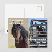 Red onze campagne voor wilde paarden briefkaart (Voorkant / Achterkant)