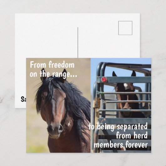 Red onze campagne voor wilde paarden briefkaart (Voorkant / Achterkant)