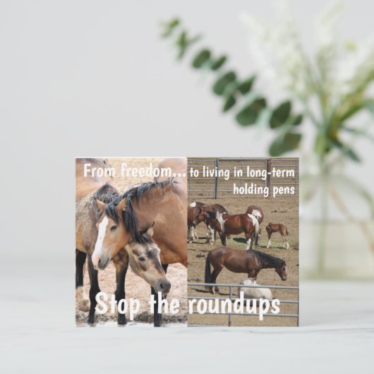 Red onze campagne voor wilde paarden briefkaart (Staand voorkant)