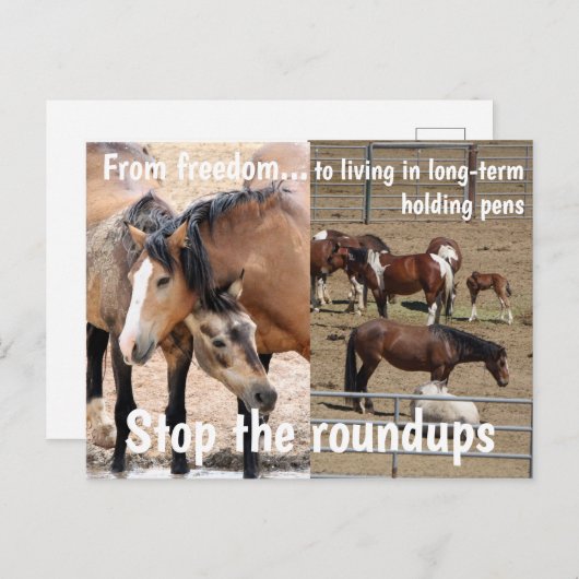 Red onze campagne voor wilde paarden briefkaart (Voorkant / Achterkant)