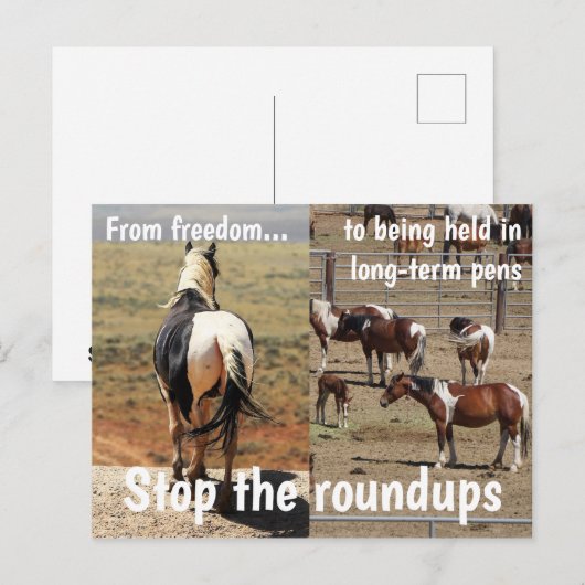 Red onze campagne voor wilde paarden briefkaart (Voorkant / Achterkant)