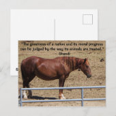Red onze campagne voor wilde paarden briefkaart (Voorkant / Achterkant)