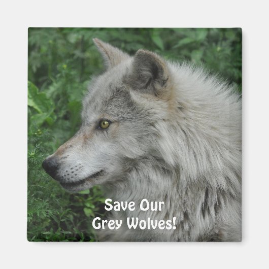 RED ONZE GRIJZE WOLVEN Wildlife Photo Magnet (Voorkant)