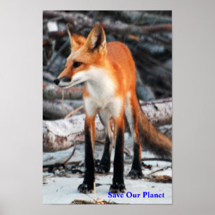 Red onze poster met rode vos uit de Planetreeks - 