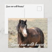Red onze wilde paarden briefkaart (Voorkant / Achterkant)