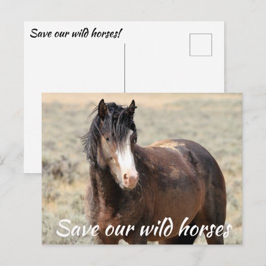 Red onze wilde paarden briefkaart (Voorkant / Achterkant)
