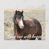 Red onze wilde paarden briefkaart (Voorkant)