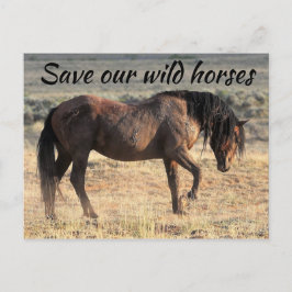 Red onze wilde paarden briefkaart