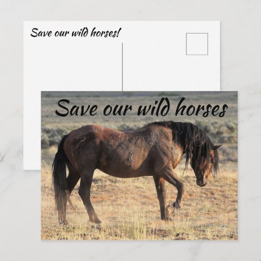 Red onze wilde paarden briefkaart (Voorkant / Achterkant)