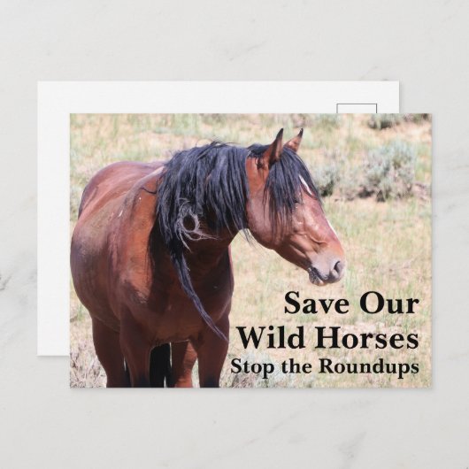 Red onze wilde paarden briefkaart (Voorkant / Achterkant)