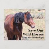 Red onze wilde paarden briefkaart (Voorkant)