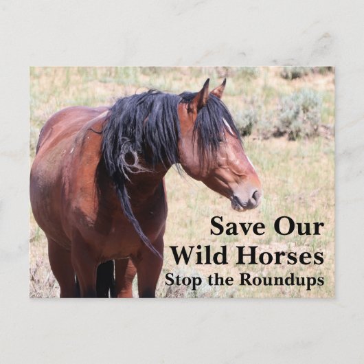 Red onze wilde paarden briefkaart (Voorkant)