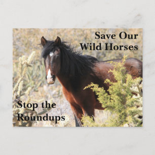 Red onze wilde paarden briefkaart