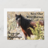 Red onze wilde paarden briefkaart (Voorkant / Achterkant)