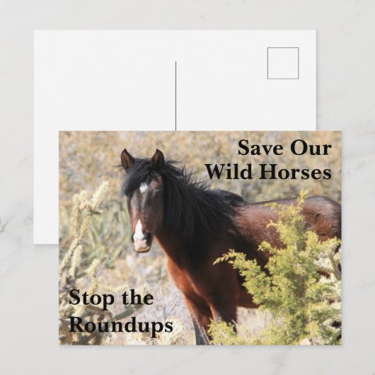 Red onze wilde paarden briefkaart (Voorkant / Achterkant)